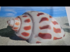 Machine à sous d'impression de Flexo de 4 couleurs, fabricant de carton ondulé complètement automatique